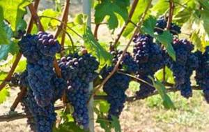 piedmont_grapes