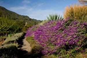 benziger friendly insects