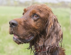 cork-taint-wet-dog crop