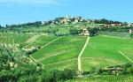 Vineyards located around the Panzano and Castelnuovo Berardenga produce the best wines in Chianti Classico region. 