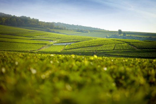 paillard_vineyard-of-bouzy-grand-cru-12