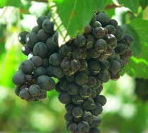 syrah-grapes 210x188