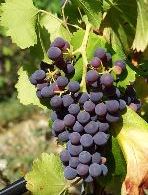 Cannonau_grenache_noir 150x200