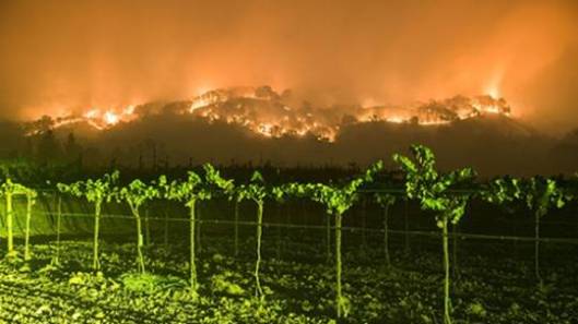 fires-vineyards