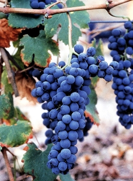 Freisa-grapes 260x354
