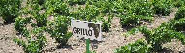 GrilloGrapeImage 380x110