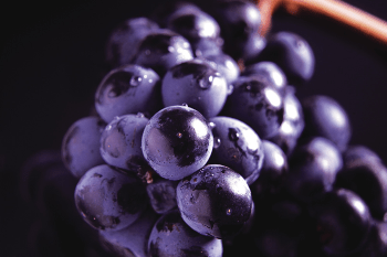 rioja tempranillo 350x230