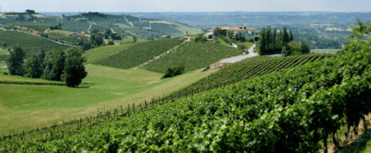 dolcetto-einaudi-estate