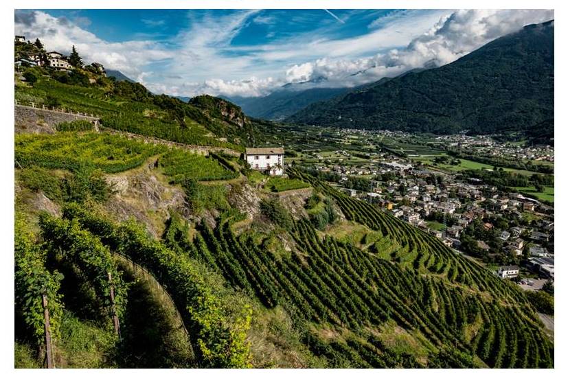 Nino Negri_#13_CruCarloNegri_rev1